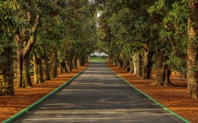 O maior palco do golfe: O Torneio Masters de 2025 em Augusta – Luxembourg