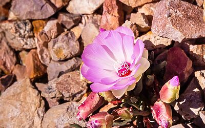 Venture capital investment fund: how to use the Luxembourg investment funds